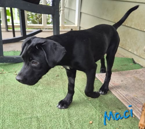 Photo of Macy, adoptable Labrador Retriever in Rutledge, Tennessee