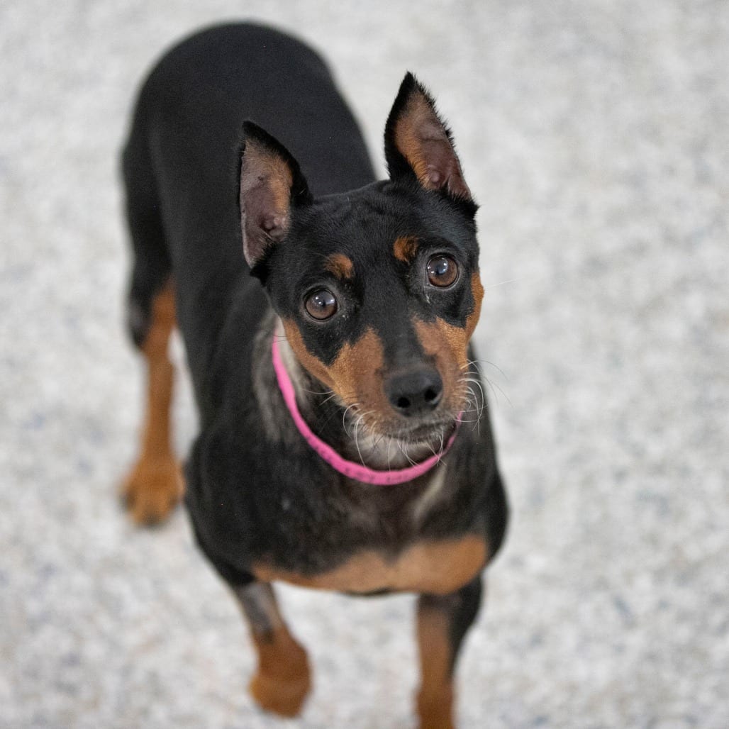 Photo of Annie (AG26-203), adoptable Pinscher, Miniature in Colorado Springs, Colorado