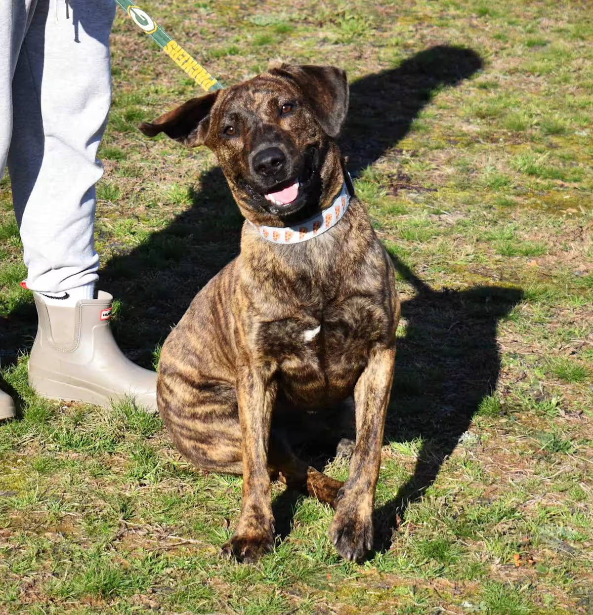 Photo of Rosie, adoptable Mixed Breed (Medium) in Searcy, Arkansas