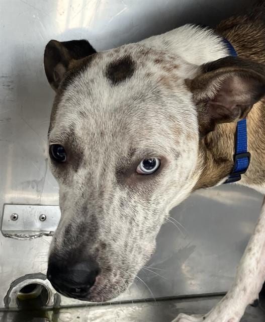 Photo of Princess, adoptable Mixed Breed