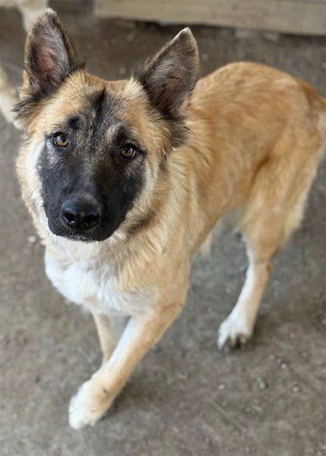 Photo of Mia, adoptable German Shepherd Dog in Riverside, California
