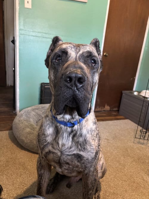 Photo of Ramsey, adoptable Presa Canario in Fenton, Missouri