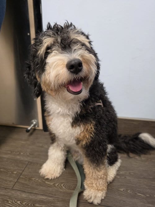 Photo of Bear, adoptable Australian Shepherd in Valrico, Florida