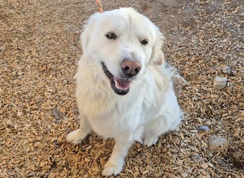 Photo of Maggie, adoptable Great Pyrenees in Albuquerque, New Mexico