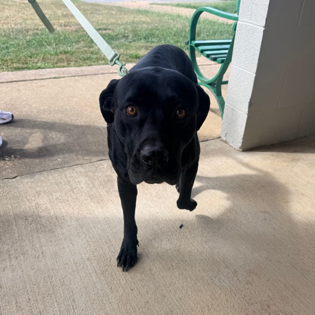 Photo of Suggs, adoptable Mixed Breed (Large) in Corinth, Mississippi