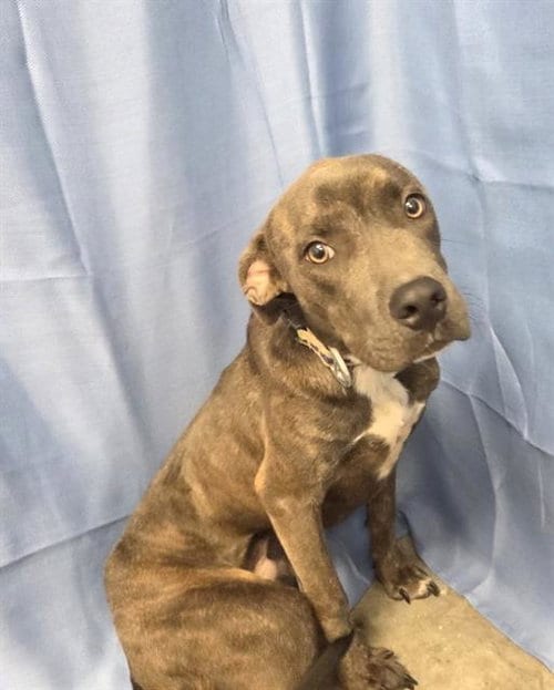 Photo of Pinto, adoptable Pit Bull Terrier in Rosenberg, Texas