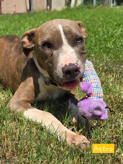 Photo of Astro, adoptable American Pit Bull Terrier in Albemarle, North Carolina