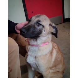 Photo of Emerald, adoptable Mixed Breed (Medium) in New Castle, Delaware