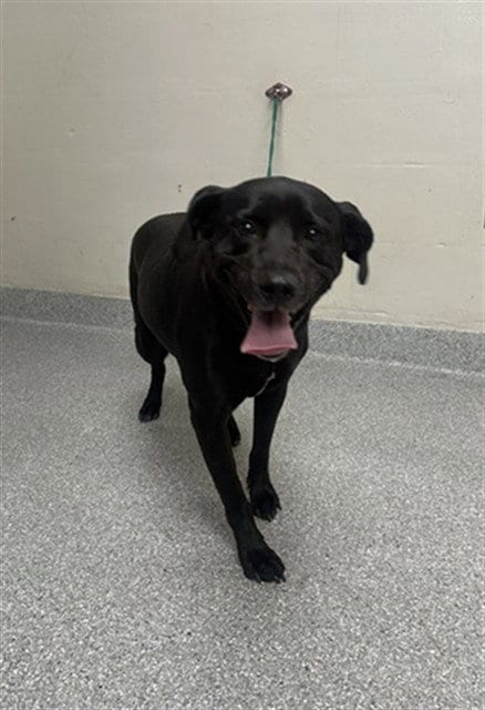 Photo of Dixie, adoptable Labrador Retriever in Pasadena, Texas