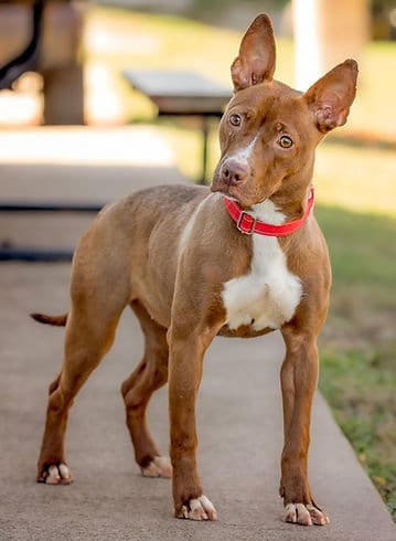 Photo of Sahara, adoptable Terrier in Knoxville, Iowa