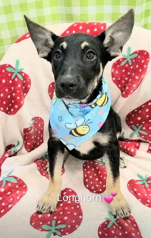 Photo of Longhorn (NY-Shari), adoptable German Shepherd Dog in SHERBURNE, New York