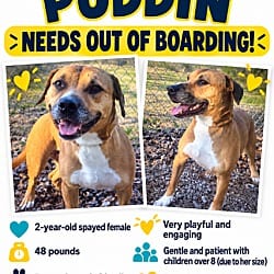 Photo of Puddin, adoptable Terrier (Unknown Type, Medium) in Roswell, Georgia