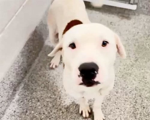 Photo of Stanley, adoptable Pit Bull Terrier in Houston, Texas