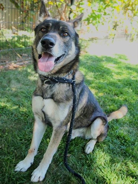 Photo of Gendo, adoptable German Shepherd Dog in Sacramento, California