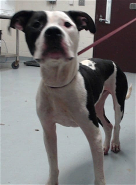 Photo of A436024, adoptable Pit Bull Terrier in Fayetteville, North Carolina