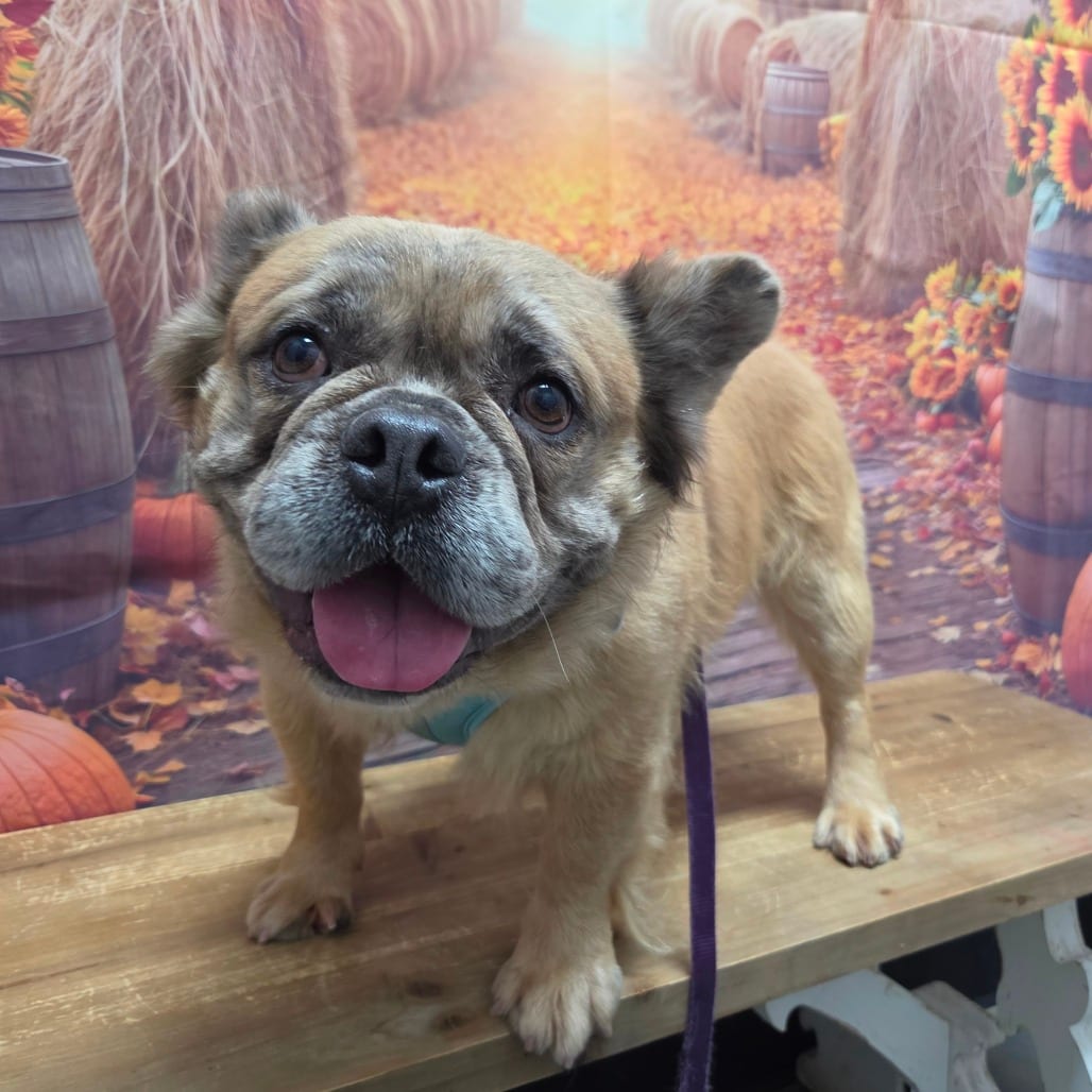 Photo of Emerson, adoptable Bulldog, French in Normal, Illinois