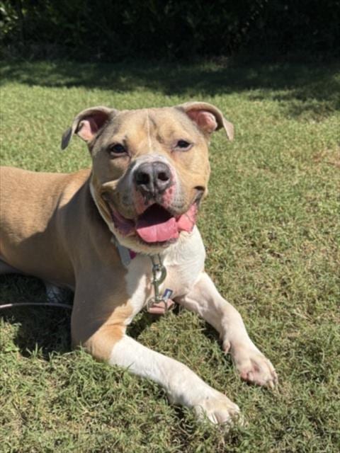 Photo of Haku, adoptable Pit Bull Terrier in Chapel Hill, North Carolina