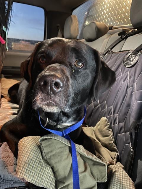 Photo of Ben, adoptable Labrador Retriever in Casper, Wyoming