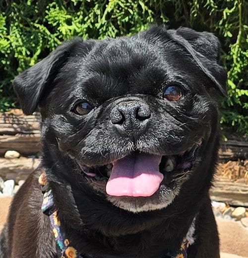Photo of Precious Lil Ms Piggy = LAP PUG, adoptable Pug in Albuquerque, New Mexico