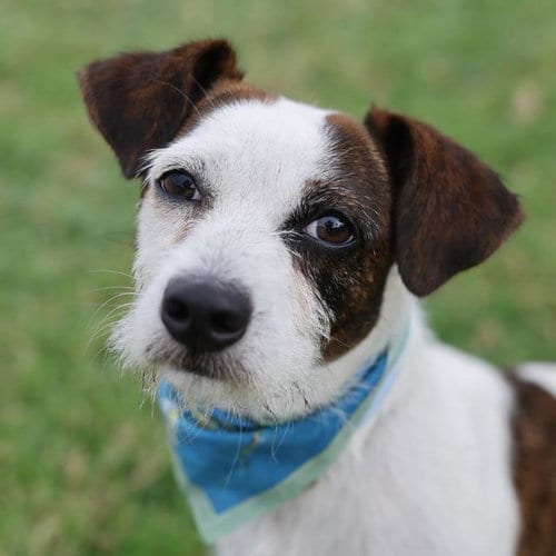 Photo of Avery, adoptable Terrier in San Antonio, Texas