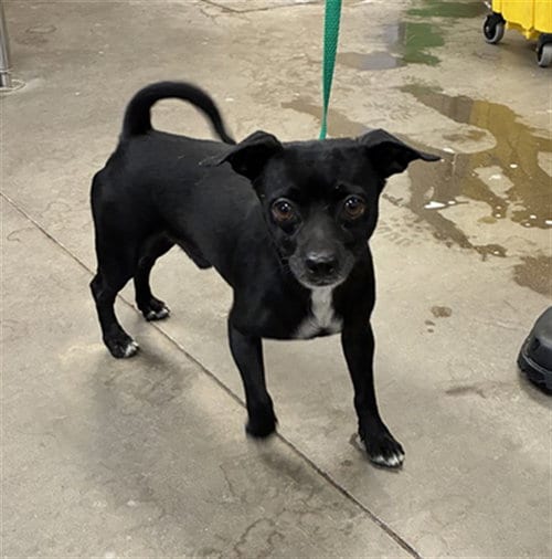 Photo of Mervin, adoptable Chihuahua in Phoenix, Arizona