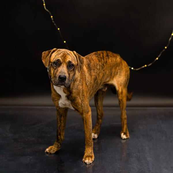 Photo of Bear, adoptable Pit Bull cross in Lawrenceville, Georgia