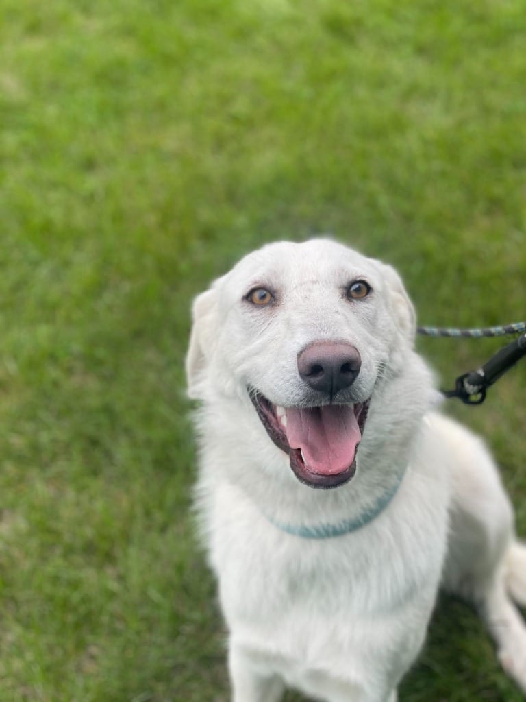 Photo of Penelope, adoptable Mixed Breed in Minot, North Dakota