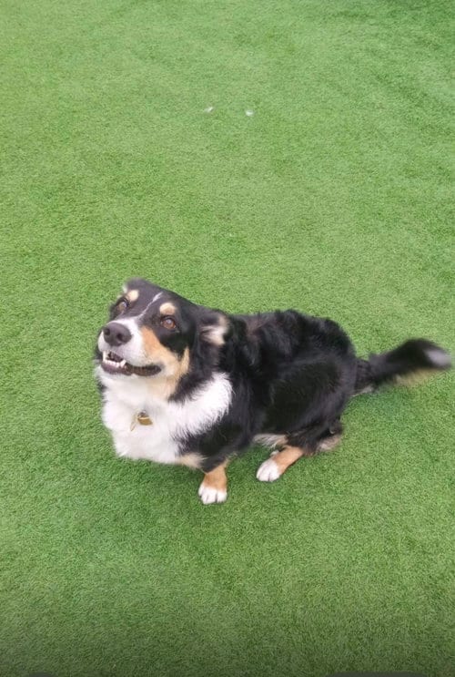 Photo of Bruno, adoptable Border Collie in Miami, Florida