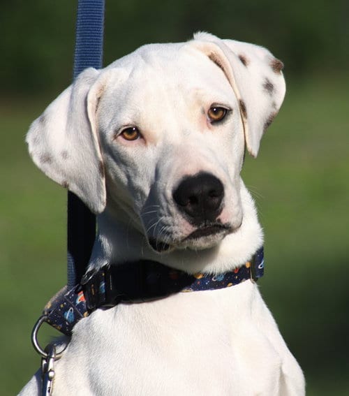 Photo of Washington, adoptable American Staffordshire Terrier in North Fort Myers, Florida