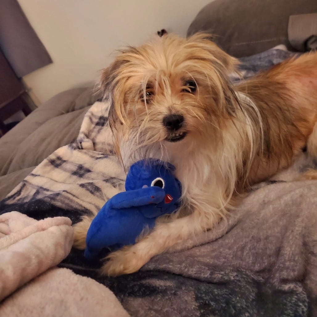 Photo of Roo Roo D12678, adoptable Terrier, Yorkshire, Yorkie / Shih Tzu in Princeton area, Minnesota