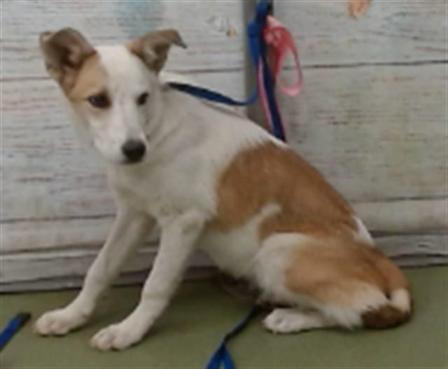 Photo of Senior Australian Shepherd mix, adoptable Australian Shepherd mix in Devore, California
