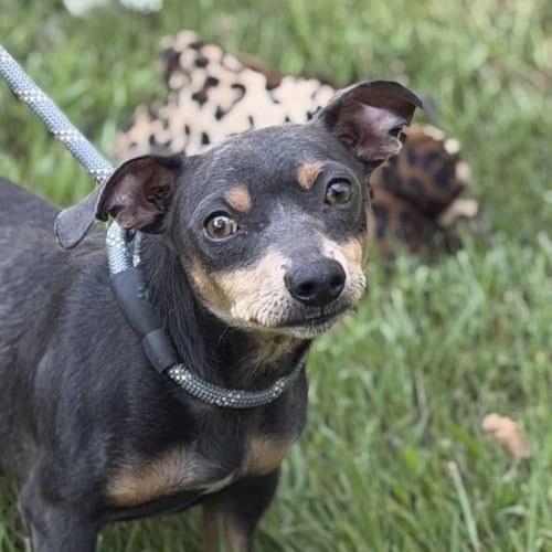 Photo of Mr. Grey, adoptable Chihuahua in Yardley, Pennsylvania