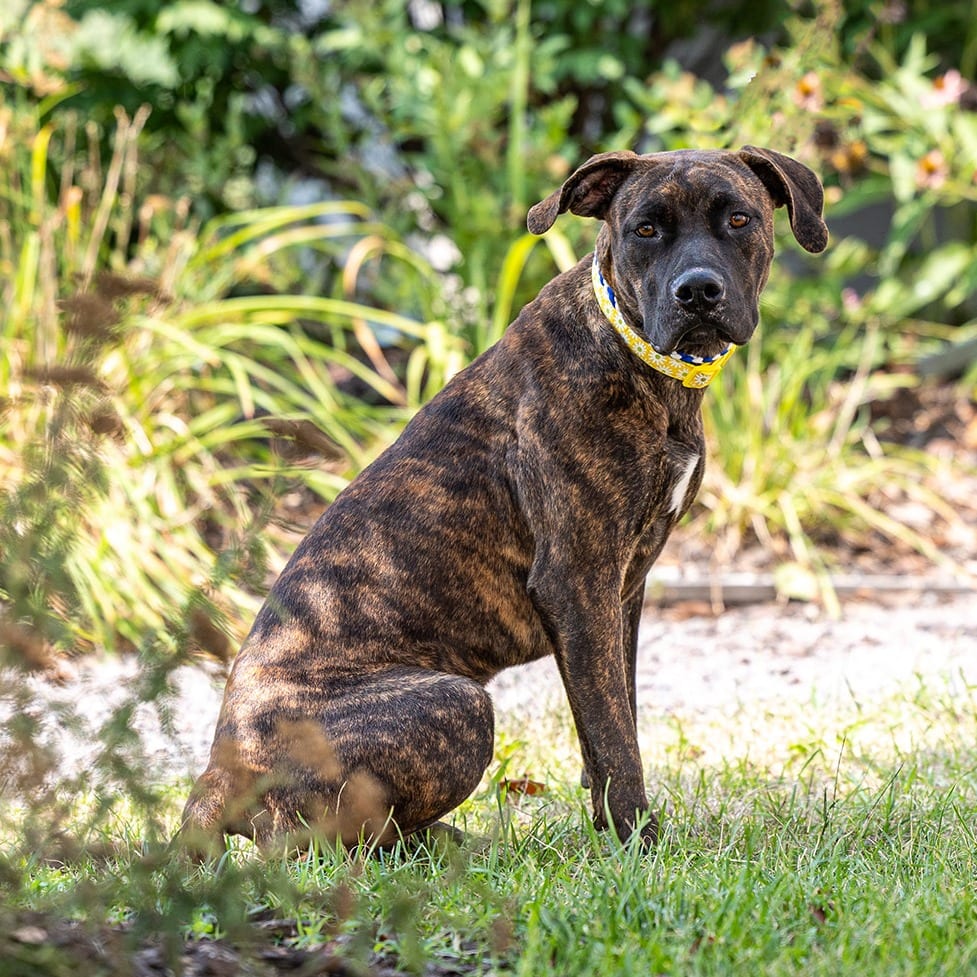 Photo of Nevaeh, adoptable Mixed Breed (Large) in Council Bluffs, Iowa