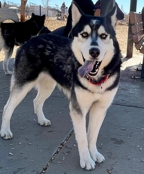 Photo of Ralph, adoptable Siberian Husky in Cedar Crest, New Mexico