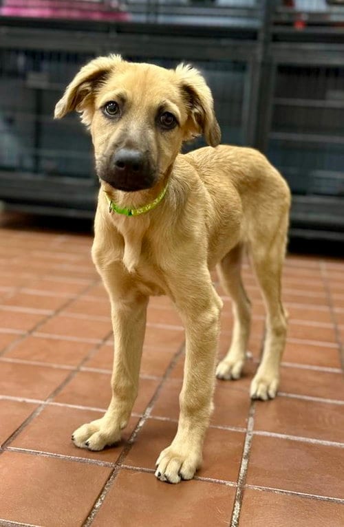 Photo of Max, adoptable Golden Retriever in Jefferson, New Jersey