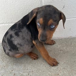Photo of Flint 8141, adoptable Catahoula Leopard Dog Mixed Breed (Medium) in Loxahatchee, Florida