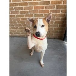 Photo of Pearl, adoptable Mixed Breed (Medium) in Baton Rouge, Louisiana