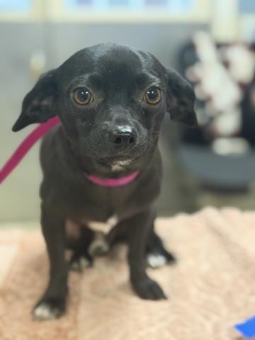 Photo of Swaggy, adoptable Chihuahua in Riverside, California