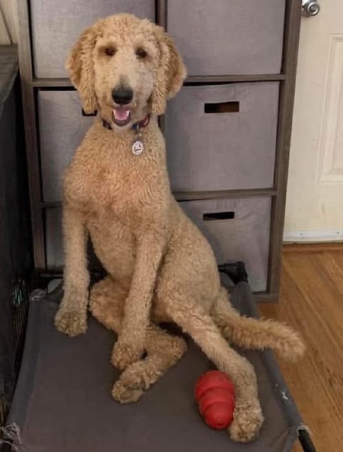 Photo of Yahtzee, adoptable Golden Retriever in St. Louis, Missouri