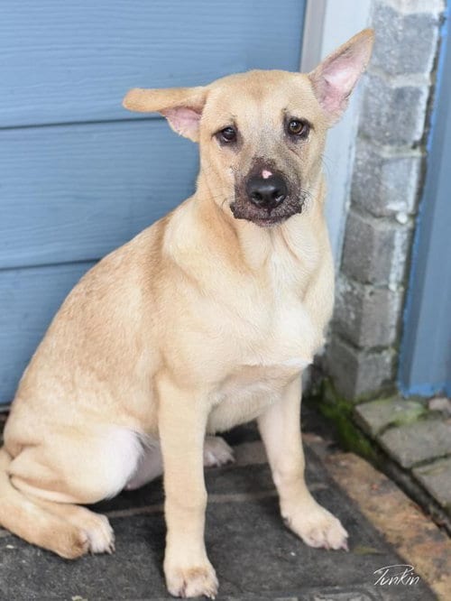 Photo of Punkin (Lone Star Litter), adoptable Labrador Retriever in Brewster, New York