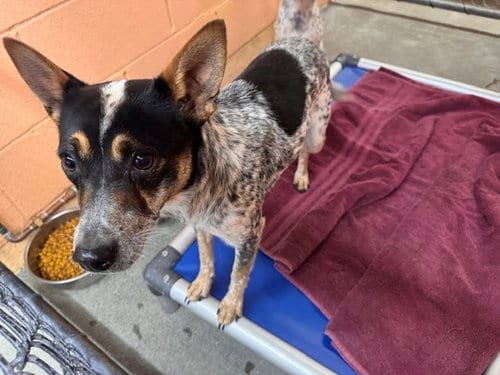 Photo of Jasmine, adoptable Australian Cattle Dog/Blue Heeler in Fairfield, California