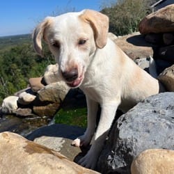 Photo of Darcy, adoptable Labrador Retriever in Frederick, Maryland