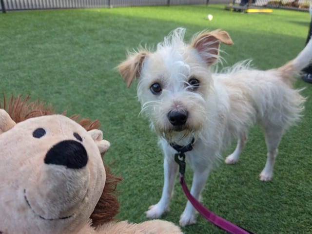 Photo of Barkley, adoptable Cairn Terrier and Poodle - Standard