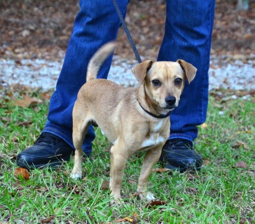 Photo of Melvin, adoptable Chihuahua in Willingboro, New Jersey
