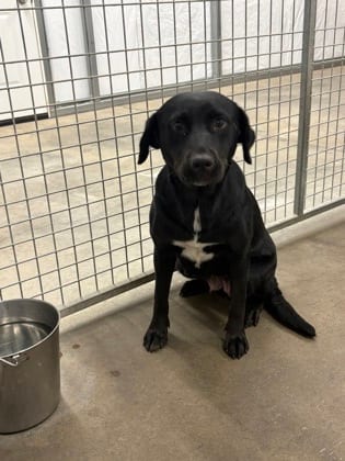 Photo of Ember, adoptable Retriever, Labrador/Mix in Raeford, North Carolina