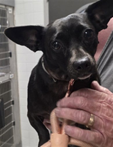 Photo of Socks, adoptable Chihuahua in Los Angeles, California