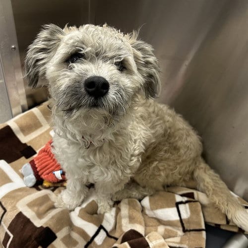 Photo of Candy Corn, adoptable Poodle (Miniature) in Denver, Colorado
