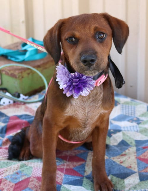 Photo of Annabelle, adoptable Dachshund in Bandera, Texas