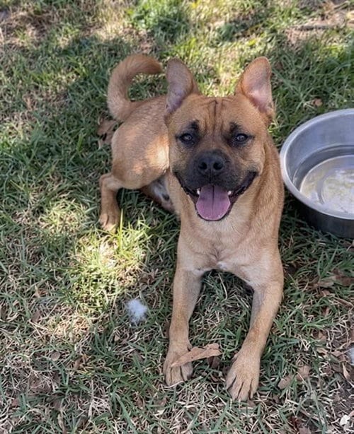 Photo of Taz, adoptable Terrier in Riverside, California