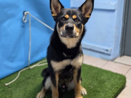 Photo of Bambi, adoptable German Shepherd Dog in Gardena, California